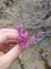 Clarkia xantiana