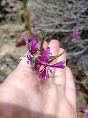 Clarkia xantiana