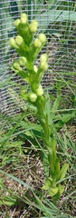 Platanthera leucophaea