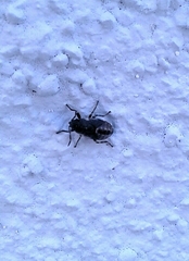 Heterogaster urticae