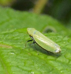 Diplocolenus