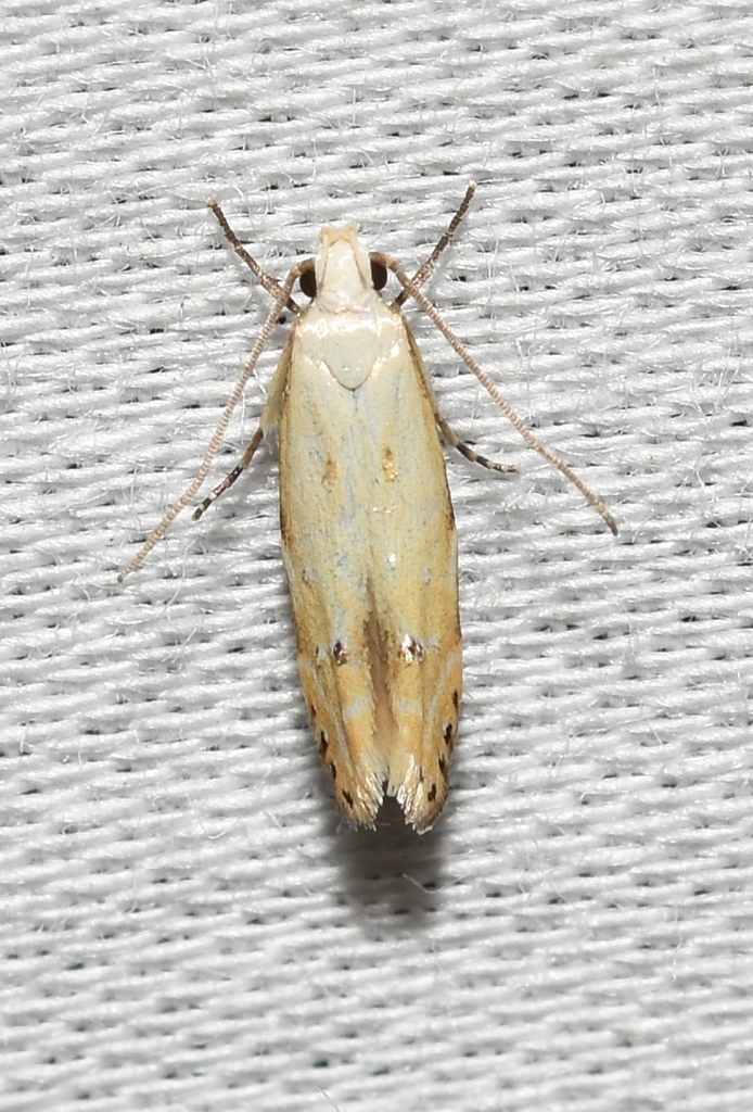 Coleotechnites variiella