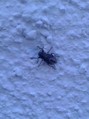 Heterogaster urticae