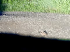 Phalaenoptilus nuttallii