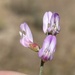 Astragalus tijuanensis - Photo (c) jrebman, algunos derechos reservados (CC BY-NC), subido por jrebman