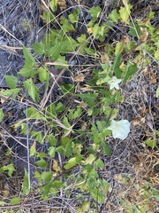 Calystegia macrostegia amplissima
