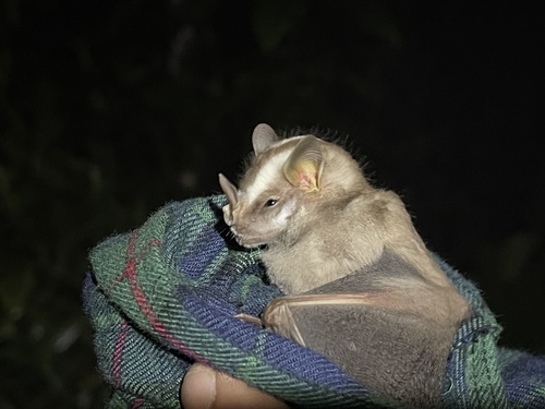 Heller's Broad-nosed Bat