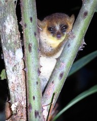 Microcebus lehilahytsara