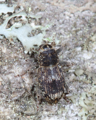 Acoptus suturalis