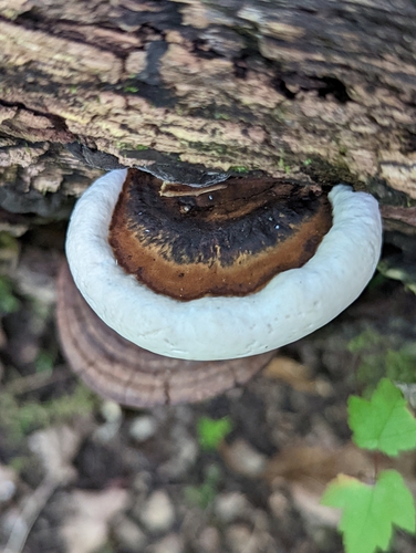 Ganoderma lobatum