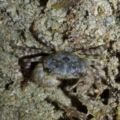 Eriphia scabricula