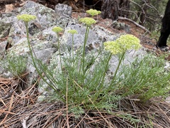 Musineon tenuifolium