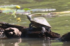 Graptemys sabinensis