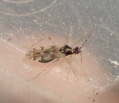 Dicyphus hesperus