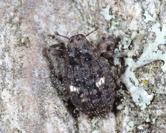 Eubulus parochus