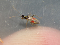 Tupiocoris californicus