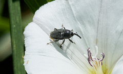 Odontocorynus salebrosus