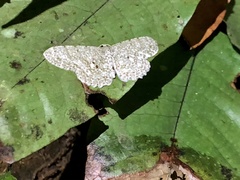 Catoria sublavaria