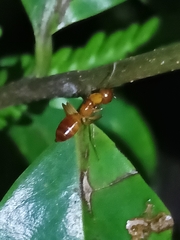 Camponotus chloroticus