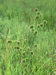 Juncus scirpoides