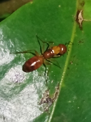 Camponotus chloroticus