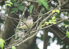 Serpophaga griseicapilla