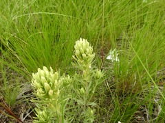 Castilleja thompsonii
