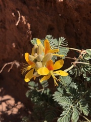 Hoffmannseggia repens