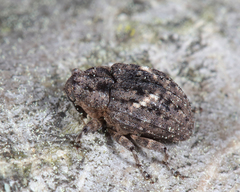 Eubulus parochus