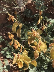 Hoffmannseggia repens