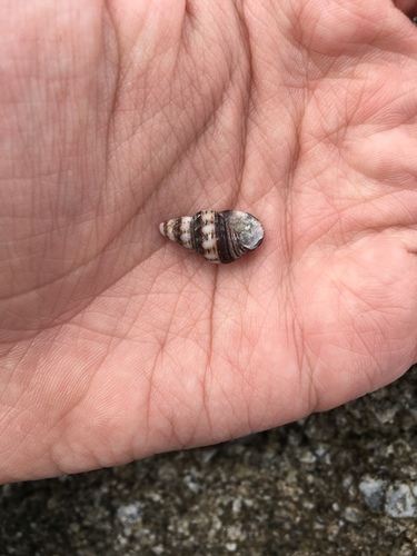 Hesperaptyxis luteopictus