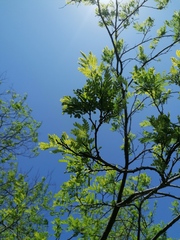Piptadenia obliqua