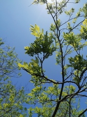 Piptadenia obliqua
