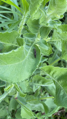 Homalodisca vitripennis