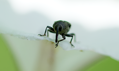 Odontocorynus salebrosus