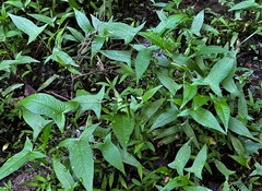 Persicaria arifolia