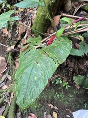 Anthurium obtusilobum