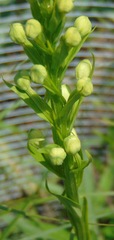 Platanthera leucophaea
