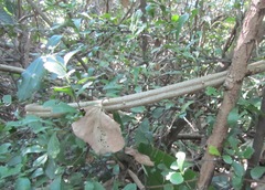 Cyphostemma hypoleucum