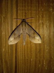 Xylophanes rhodocera
