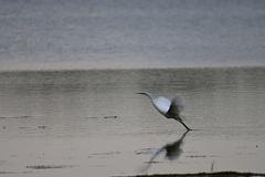 Ardea alba