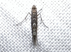 Neurobathra strigifinitella