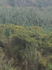 Hypericum canariense