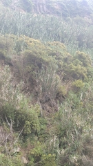 Hypericum canariense