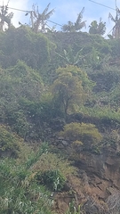 Hypericum canariense