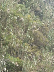 Hypericum canariense