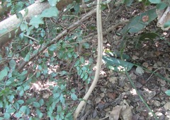 Cyphostemma hypoleucum