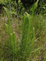 Liatris pycnostachya
