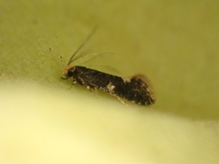 Monopis weaverella