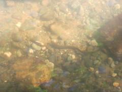 Lampetra richardsoni